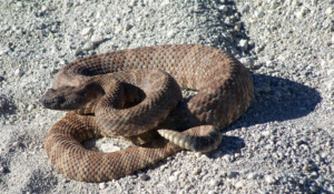 Rattlesnake savvy