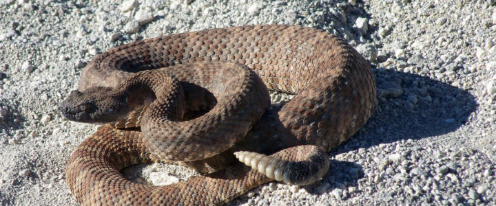 Rattlesnake savvy Rattlesnake savvy
