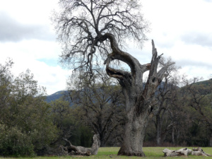 Camping among the oak trees