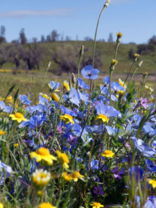 Colorful wildflowers