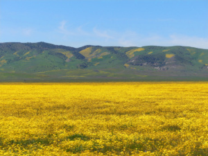 Wildflowers carpet the Carrizo plains