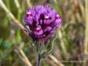 Wildflowers' beautiful perseverance
