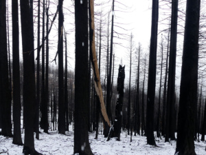 Burned forest in Berryessa Snow Mountain National Monument