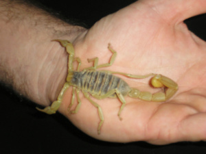 Scorpion queen