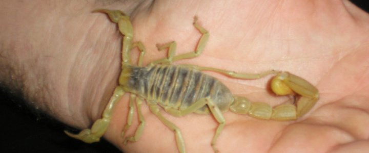 Scorpion queen Scorpion queen