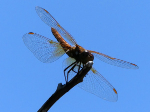 orange dragonfly against a blue sky