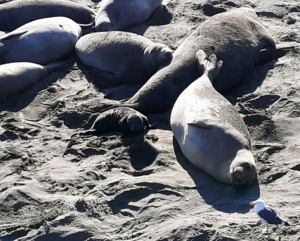 Camping near elephant seals